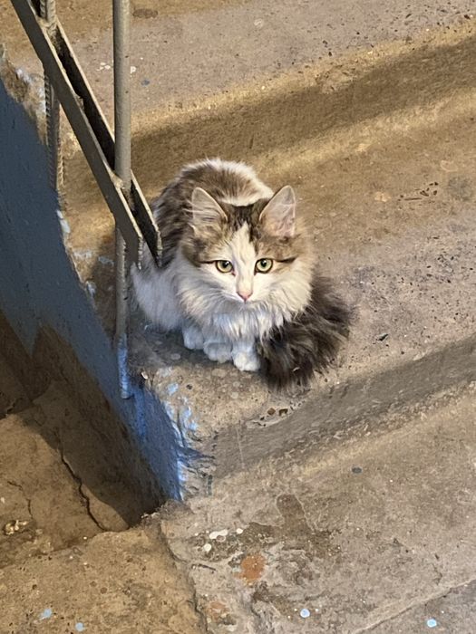 Молодая девочка кошечка срочно ищет дом