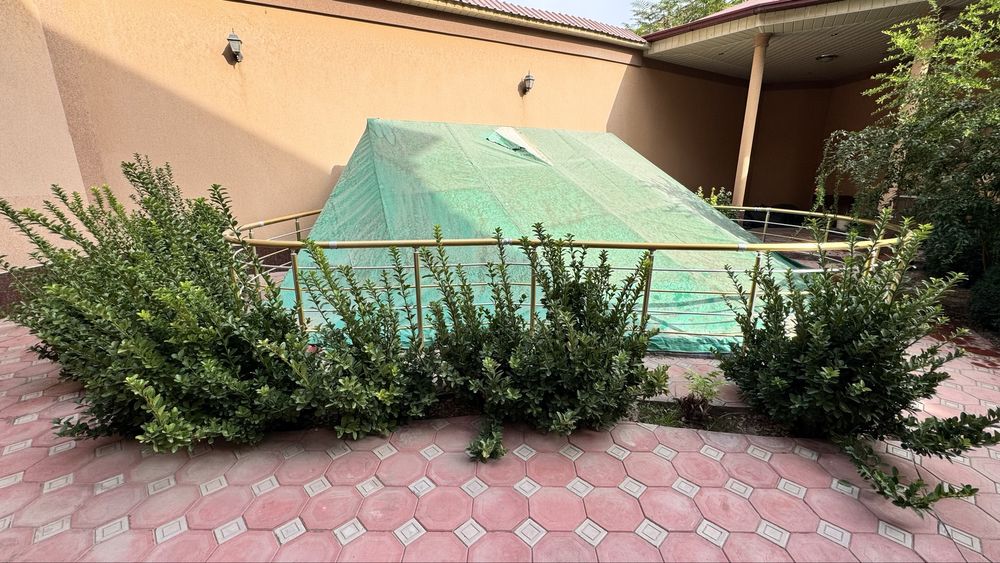 Продаются растения по смешной цене