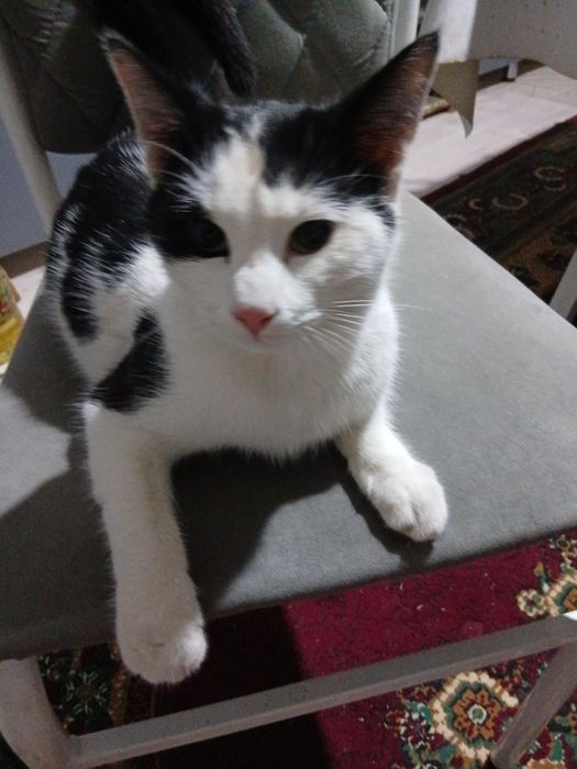 Домашний кот бесплатно