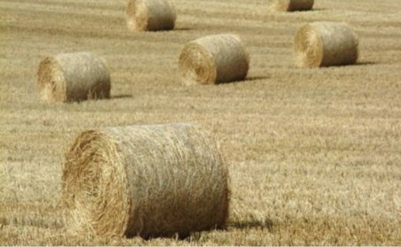 Солома сабан корм