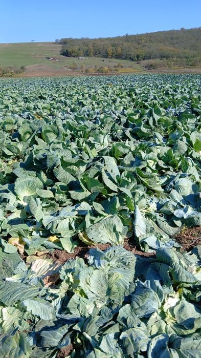 Vând varză cataleya!