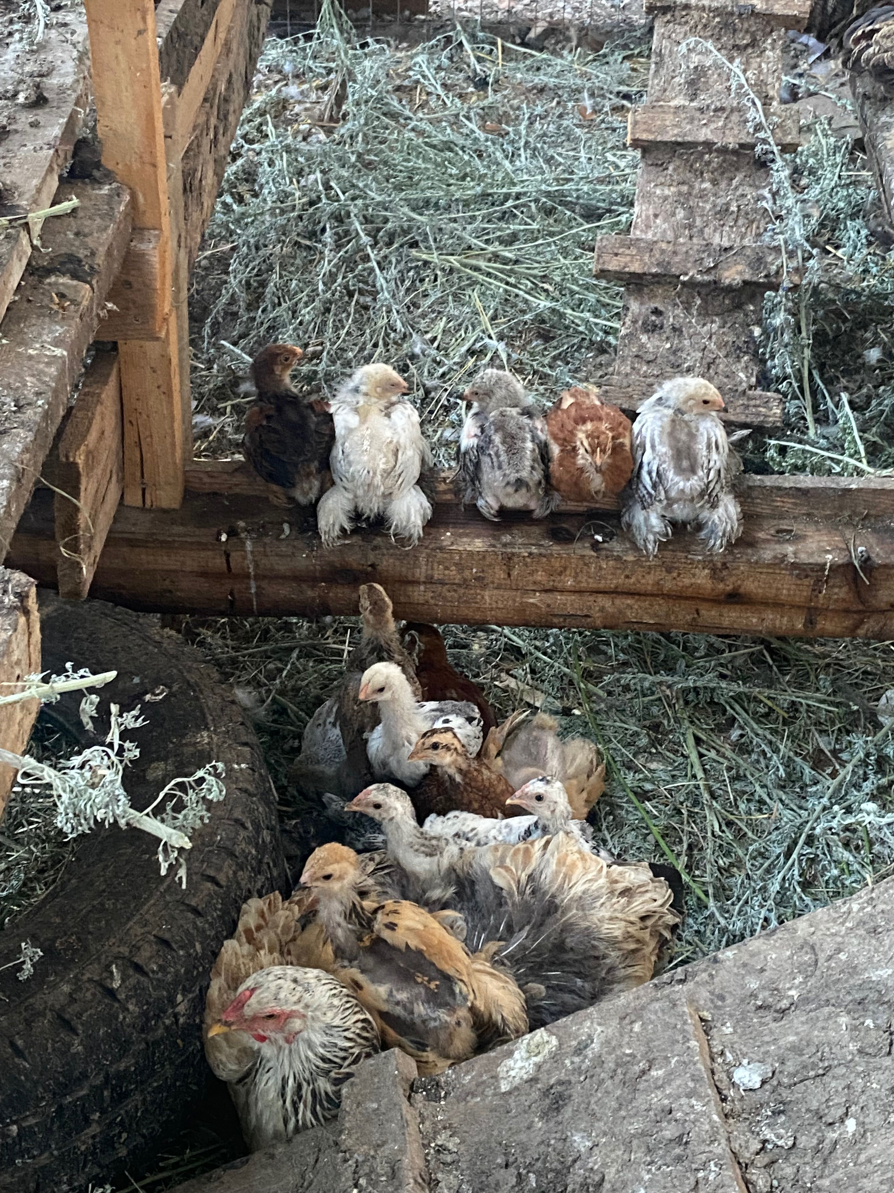 De vânzare ouă și pui de găini brahma