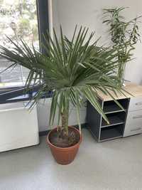 Пальма в горшке для офиса и сада