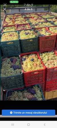 Vând struguri de vin diferite soiuri de transport în toată țara
