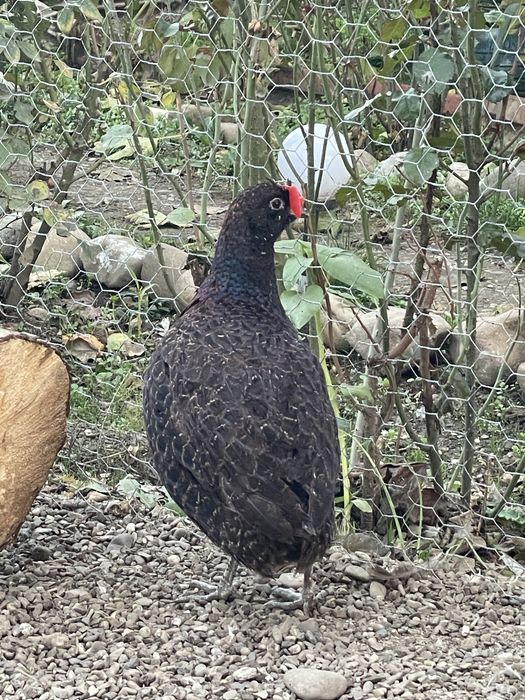 Fazani tenebros tineret