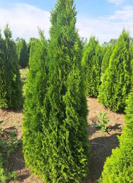 Plante Ornamentale Oriunde in tara!