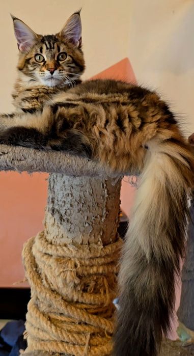 Уникални котенца мейн кун