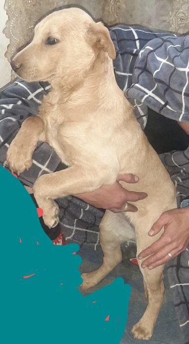 Отдам щенка девочку только в добрые руки.