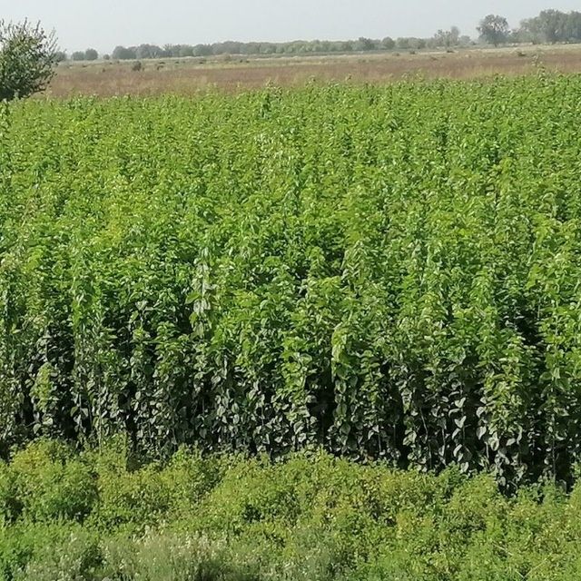 Kòchatlarga 1 yil kafolat