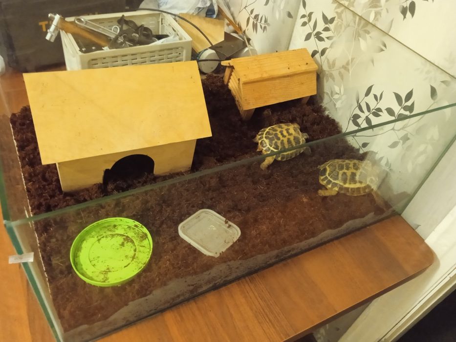 Средниащиатские черепахи