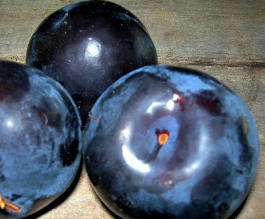 Prun Japonez  (Soiul Black Sun )