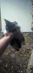 Pisic baietel spre adoptie