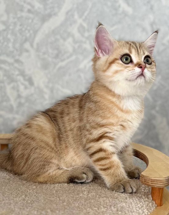 Скоттиш фолд серебристая шиншилла