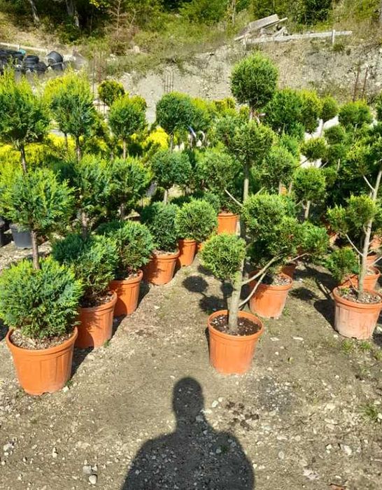 Plante ornamentale spectaculoase pentru grădini de vis