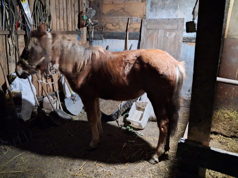 Подам Тай цена 400мың