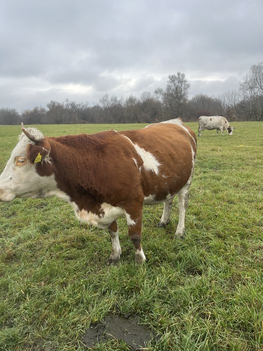 De vanzare juninca gestanta luna 9