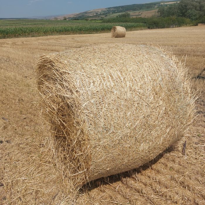 Baloti paie de grau și triticale