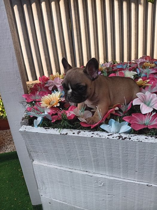Френски булдог french bulldog