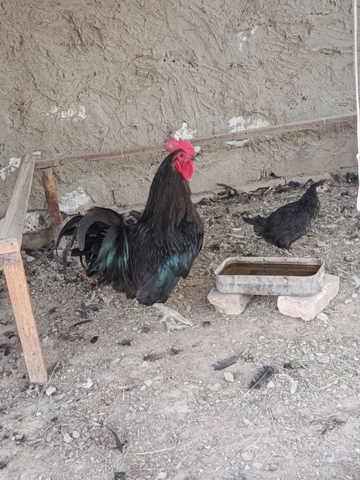 Астролоп хуроз сотилади