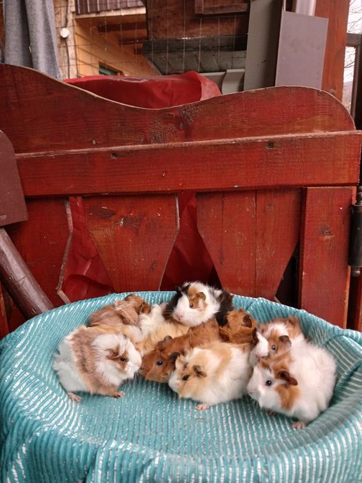 Pui de porcușori de Guineea Frezați