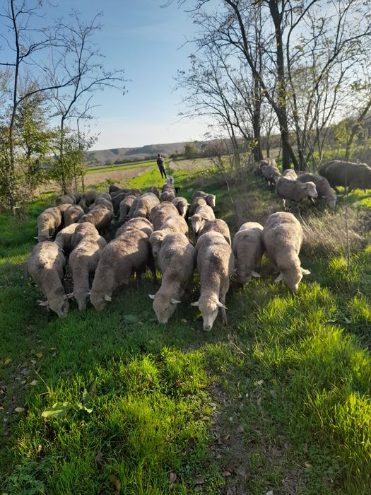 Oi de vânzare 50 buc