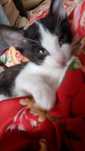 Pisoi pentru adoptie