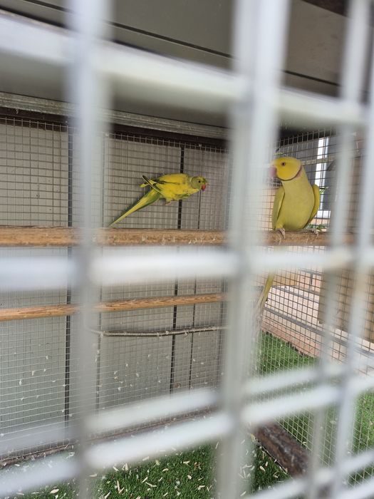 Тути кушлар ва кафас сотилади келишилган холда мурожат учун тел 90 174