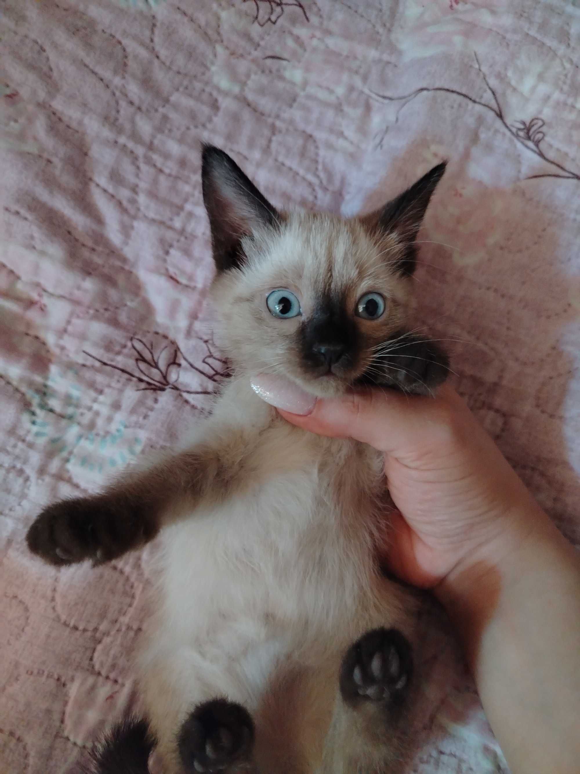 Кошочка сиямская