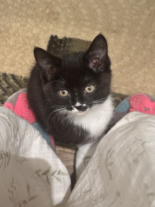 отдам котёнка в хорошие руки