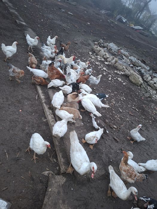 Rațe mute de vânzare