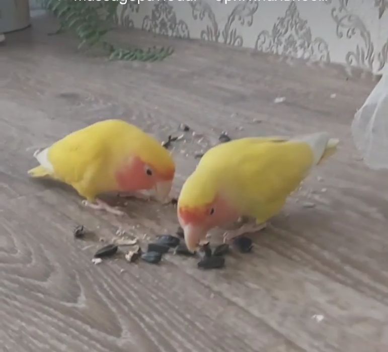 Продам. Попугаев