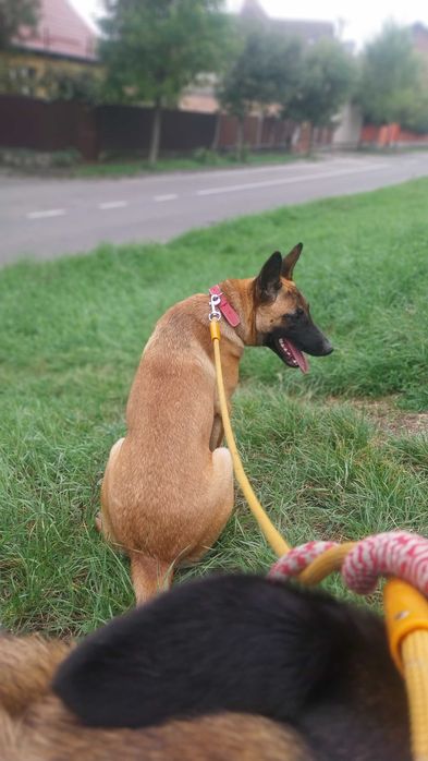 Donez Femela Malinois