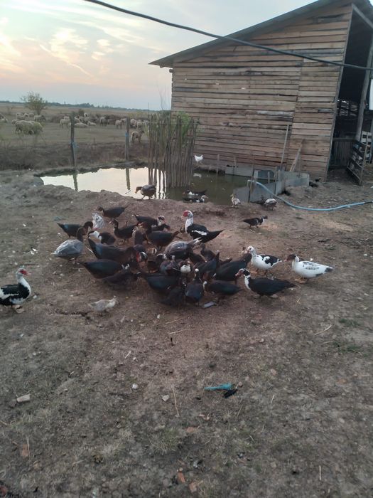 Vând rațe mute 50 lei bucata