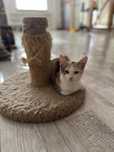 Бесплатно котята в добрые руки