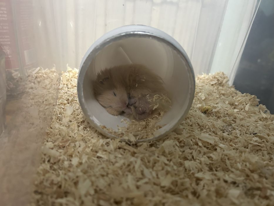 Подарявам момче в добри ръце (хамстер)