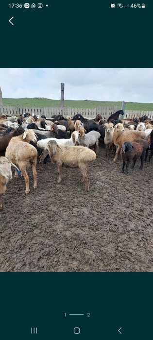 Продам баран разные, цена договорная