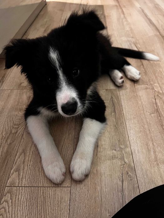 Mascul Boder Collie cu pedigree din ambii pariniti campioni