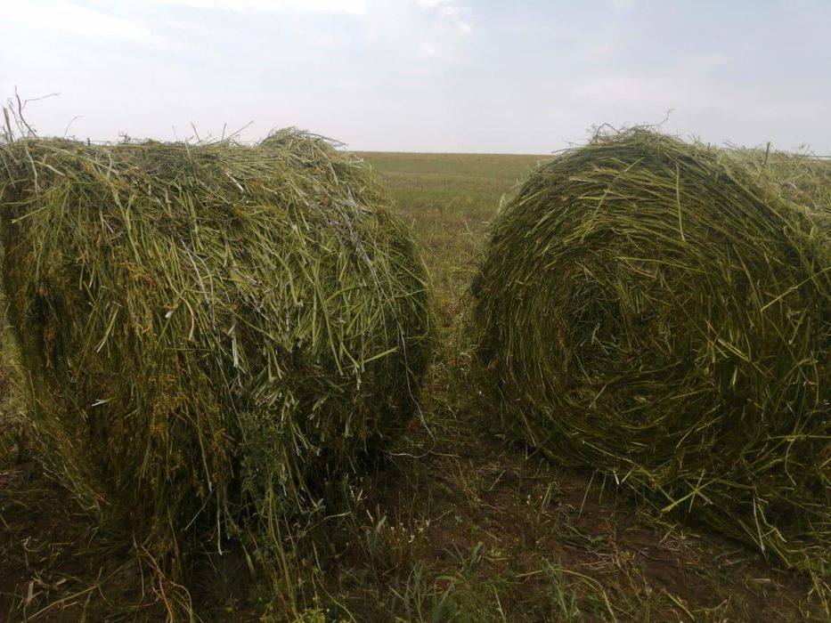 Продам сено в рулонах