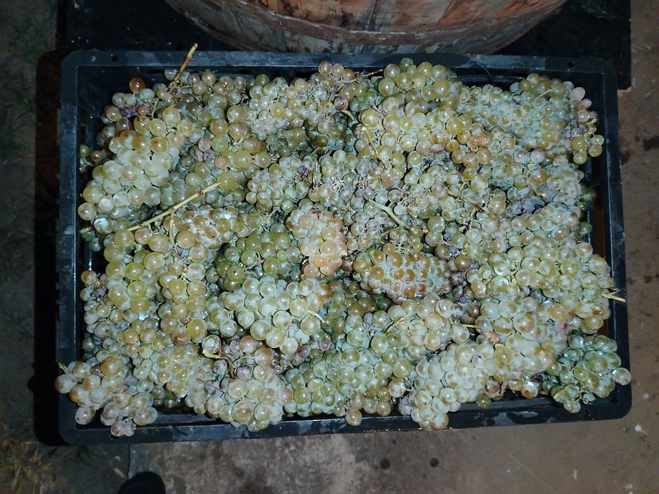 Must vin feteasca muscat viorica moldova