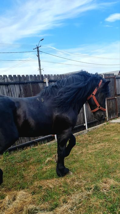 Armăsar Sânge rece unguresc