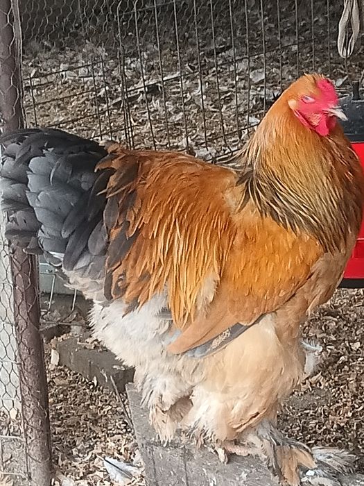 Cocosi brahma columbia