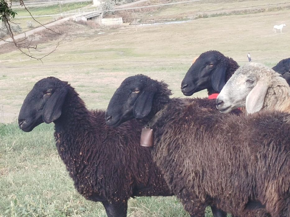 Vand 7 mioare rasa karakul