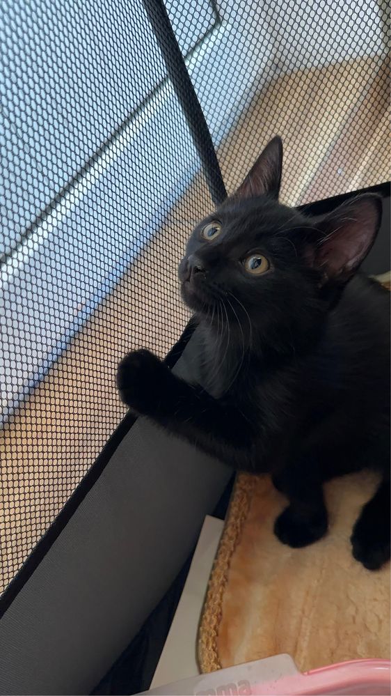Без Кота и жизнь не та! Два Кота. Мальчики.