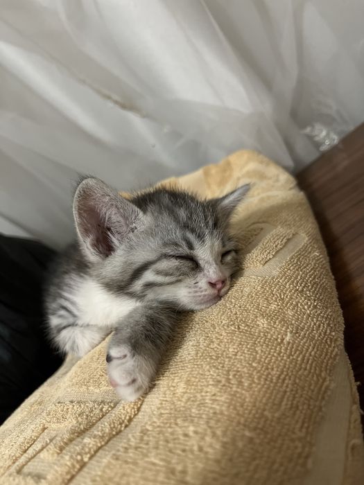 idishlari bilan birga beriladi