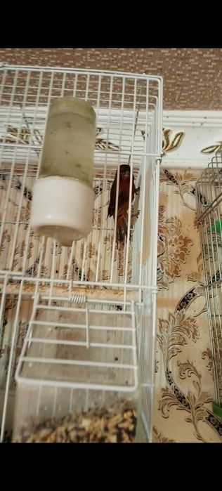 Канарейка сотилади 70 та факат Бир жойга