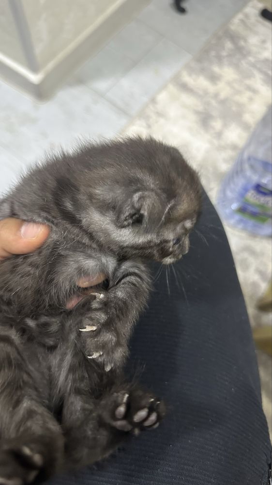 Продаю котенки шотландские выслоухие