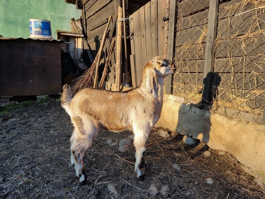 Vând Țapisor Anglo-nubian