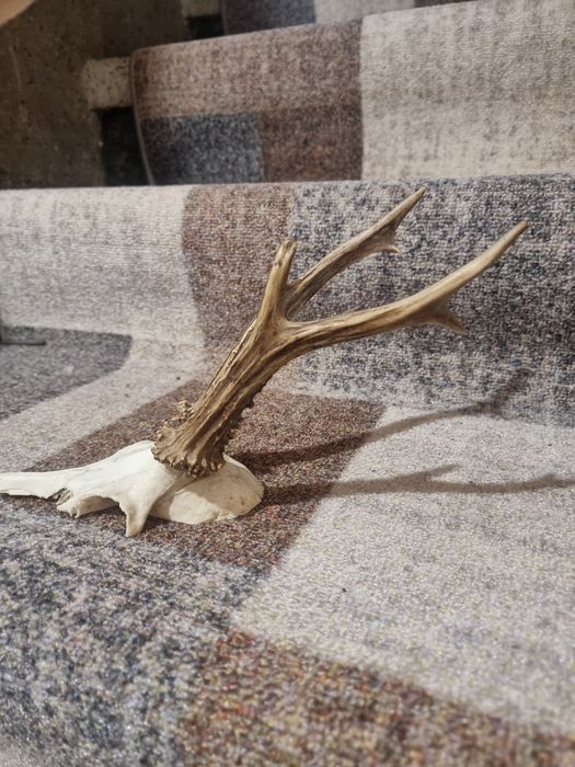 Трофеи от сръндак