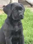 Catel Cane Corso