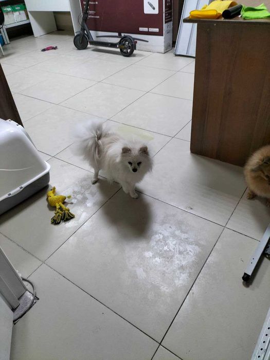 Отдам в добрые руки (померанский шпиц)